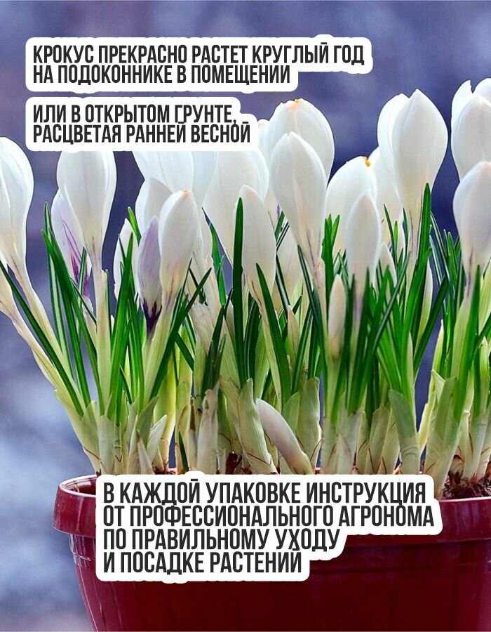 Изображение Крокус Луковица цветов, Жанна Дарк, 5 шт