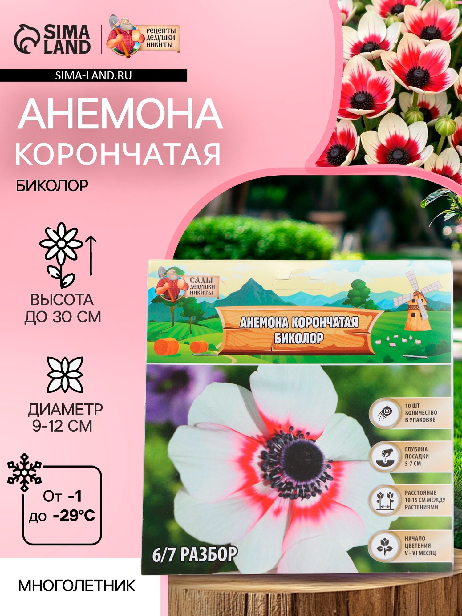 Анемона корончатая «Биколор» многолетник луковица р-р 4/5 10 шт.