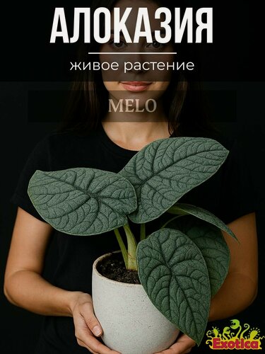 Изображение товара Алоказия Мело (Alocasia Melo) D6см, комнатное растение в горшке