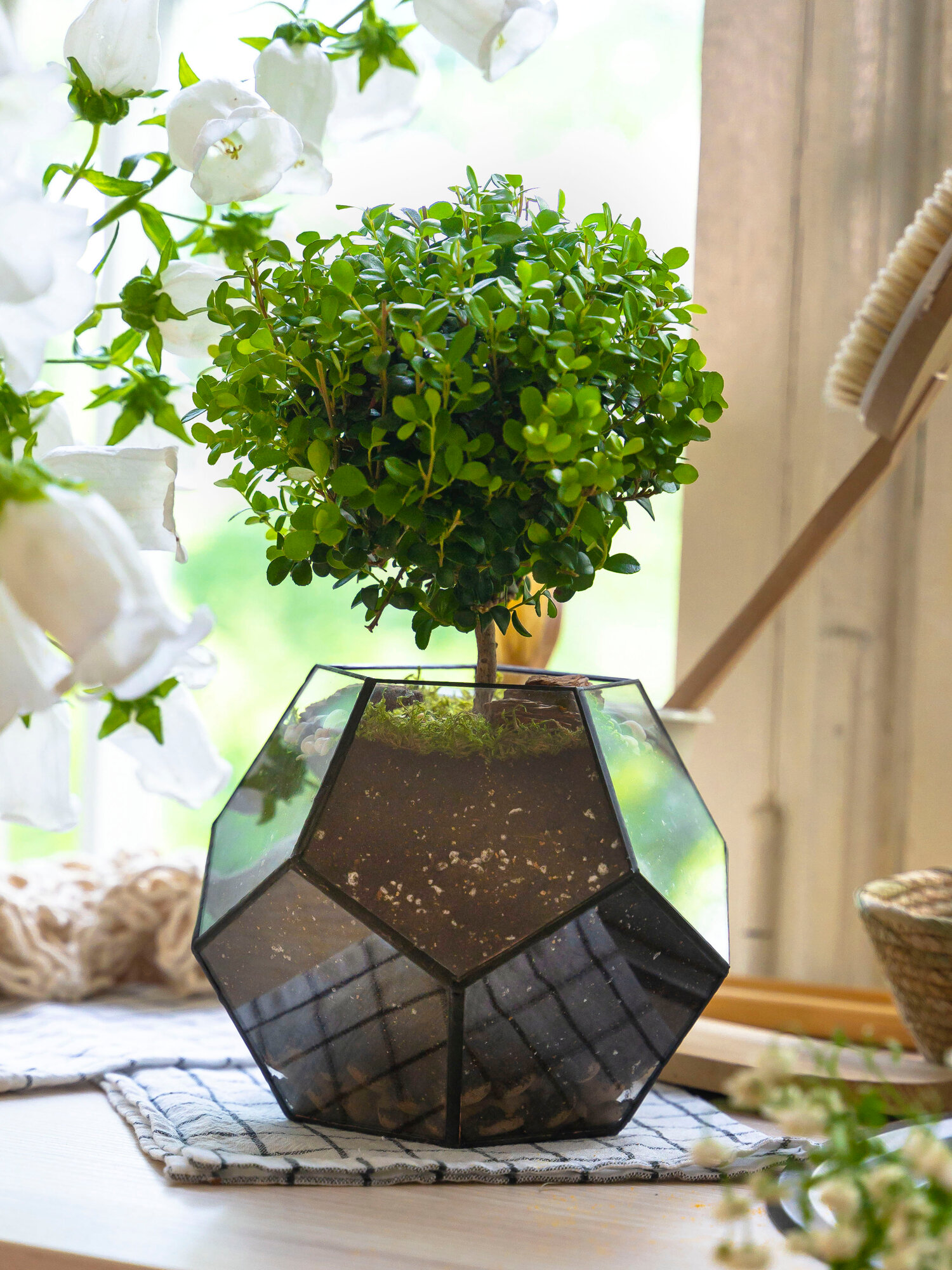 Geo Glass: Мирсина комнатная , мирт обыкновенный в стеклянном кашпо Тиффани 25-30 см