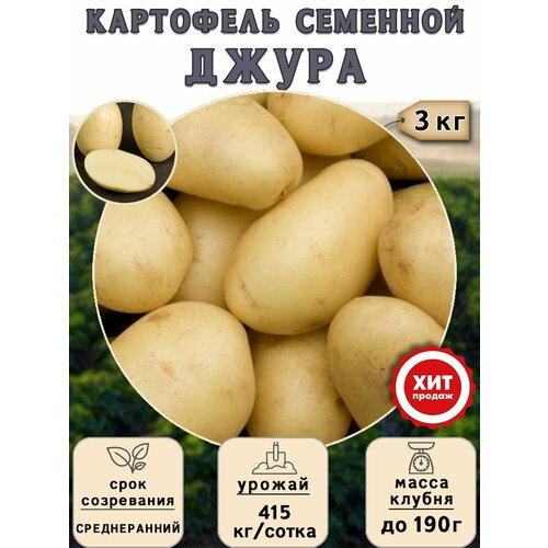Клубни картофеля на посадку Джура (суперэлита) 3 кг Среднеранний