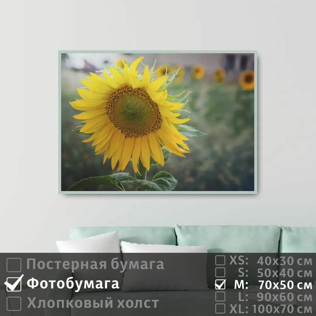 Постер на фотобумаге Подсолнух 70х50 см ПолиЦентр