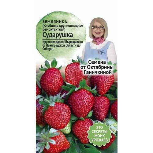 клубника сударушка 15 штук саженцев в кассетах Семена ягод клубника ремонтантная Сударушка