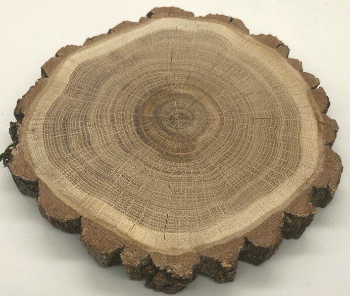 Спил дуба, спил дерева, идеально отшлифованный с обеих сторон, диаметр 15-16 см, для творчества, для декора