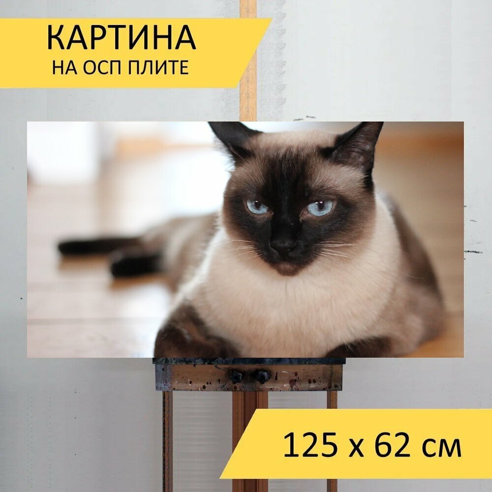 Картина на ОСП 125х62 см. "Кот домашняя кошка домашнее животное" горизонтальная для интерьера с креплениями