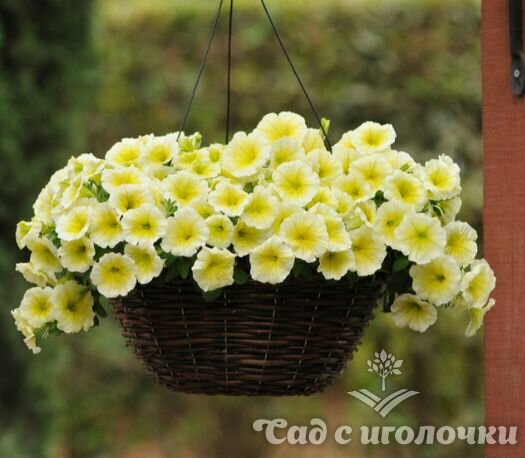 Семена цветов ПОИСК - фото №14