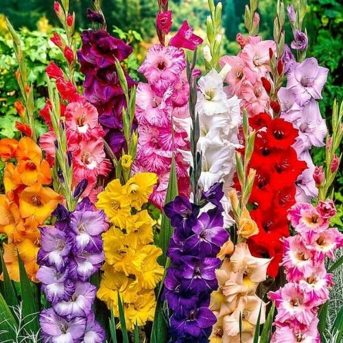 Гладиолус Микс (З луковицы) Holland Bulbs (Голландия)