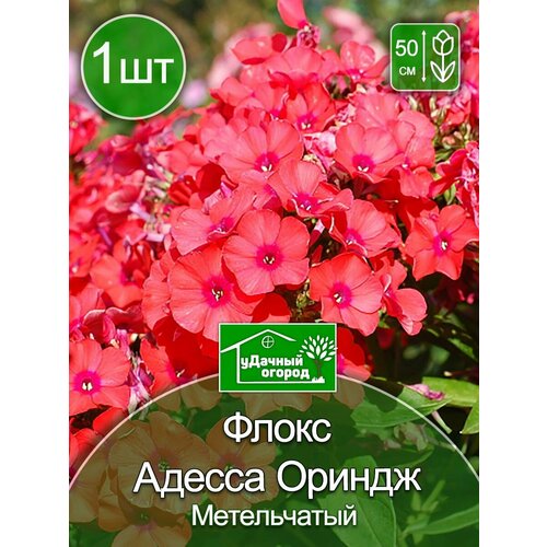 георгины декоративные ориндж наггет 1 шт Флокс Адесса Ориндж 1 шт.