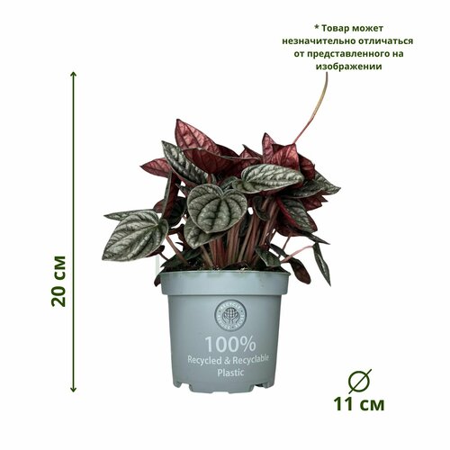 Пеперомия Каракас 11/20