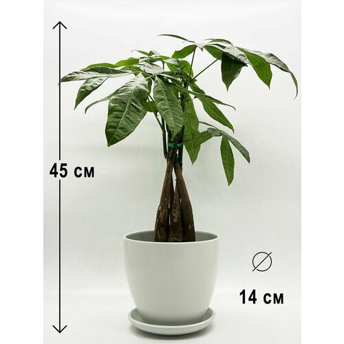 Пахира Акватика в керамическом сером горшке с поддоном, высота композиции 40-50 см