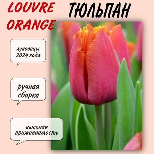 Луковицы тюльпана, сорт Louvre Orange, 7 шт