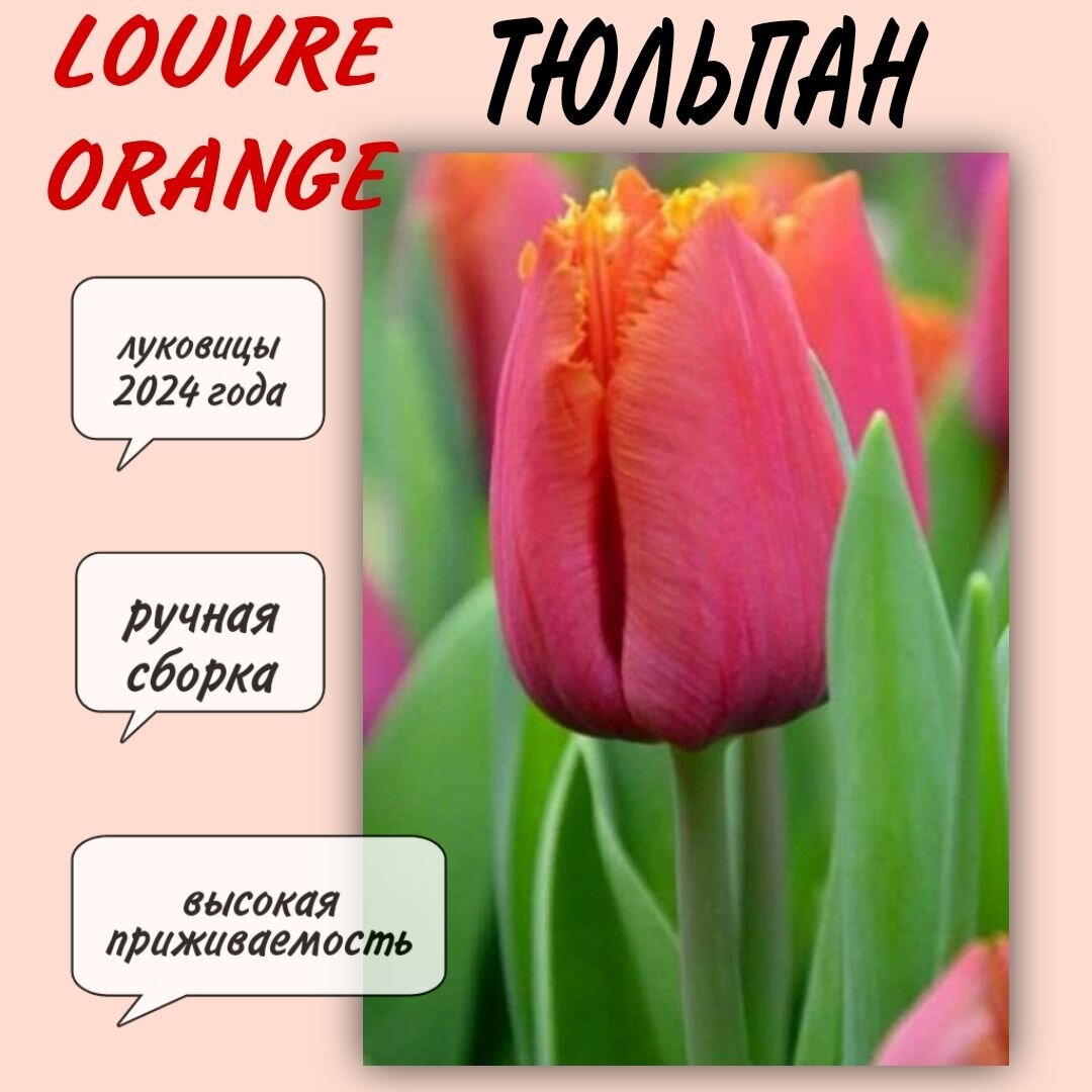 Луковицы тюльпана сорт "Louvre Orange" 3 шт