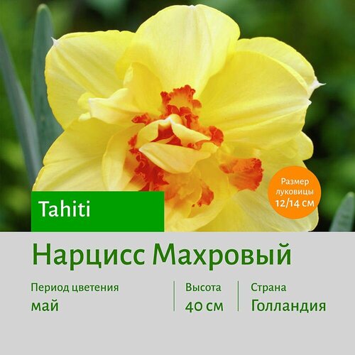 Нарцисс Таити (Tahiti) махровый луковицы 3 шт сотка