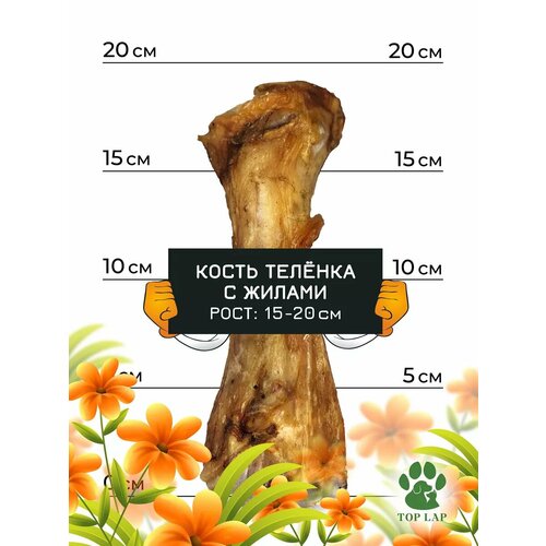 Кость говяжья М для собак, лакомство для собак средних пород, вкусняшка для собака порода среднее