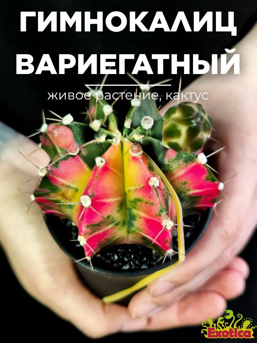Кактус Гимнокалициум Михановича Вариегатный (Gymnocalycium Mihanovichii Variegata ) D7см живой цветок