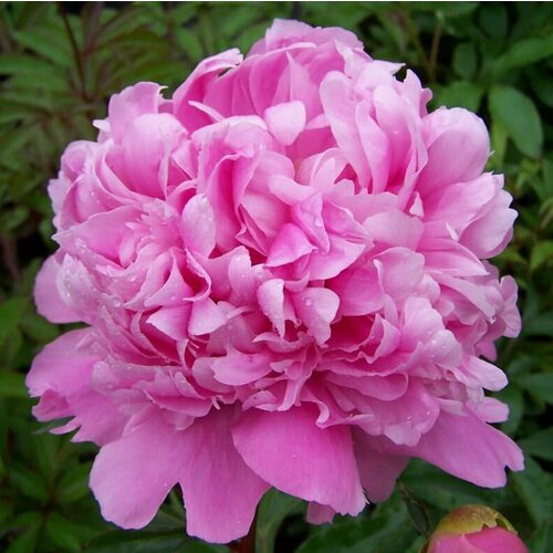 Пион Мсье Жюль Эли (1 корневище). Holland Bulbs (Голландия)