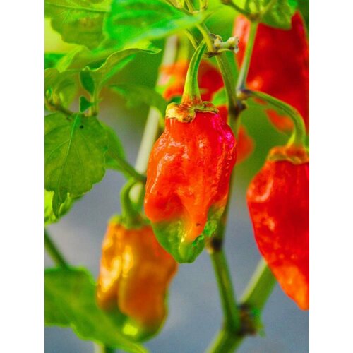 Семена Острый перец Naga morich red (Нага морич красный, Змеиный перец), 5 штук