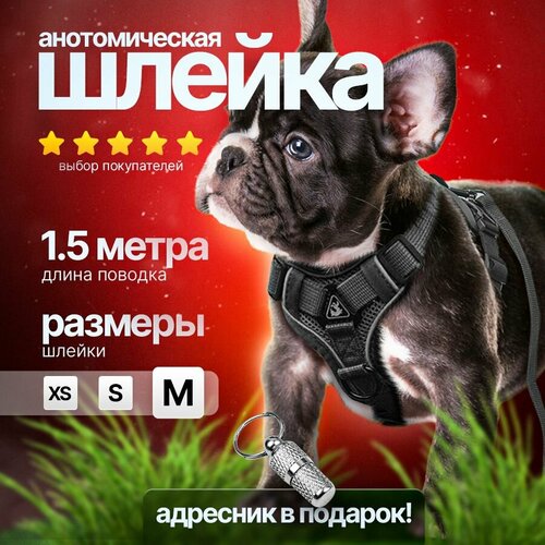 Шлейка для собак с поводком серая PetPaw, размер M