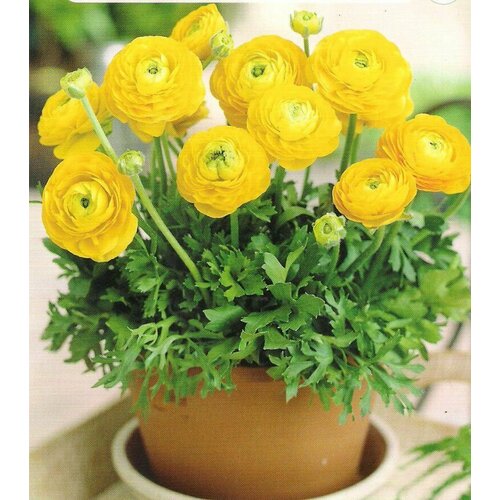 Ранункулюс 8/9 (Лютик) Желтый 7шт.