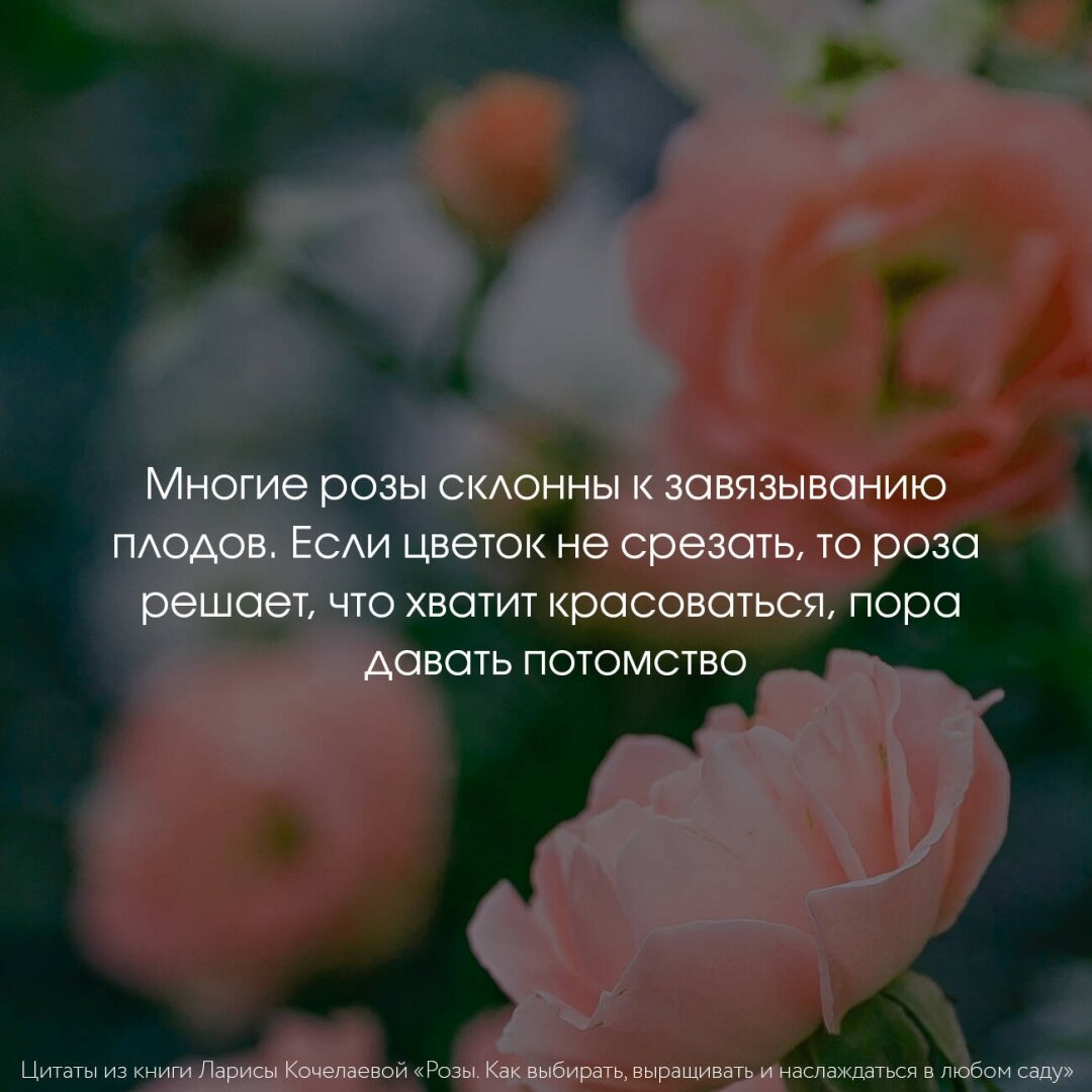 Розы. Как выбирать, выращивать и наслаждаться розами в любом саду - фото №6