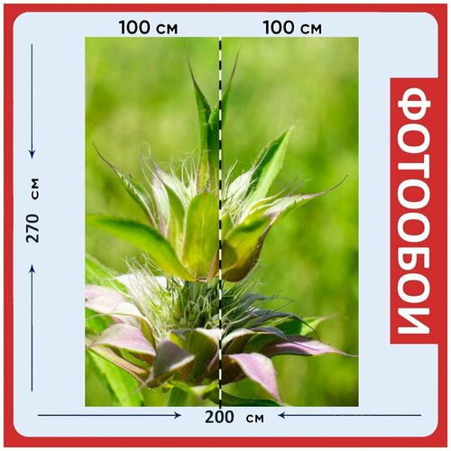 Фотообои Зеленый цветок природа 200x270 см флизелиновыена стену 2970₽