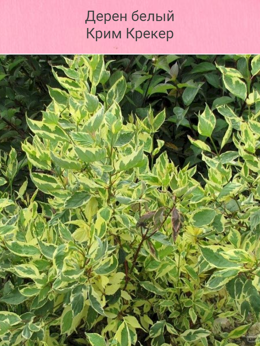 Дерен белый Крим Крекер