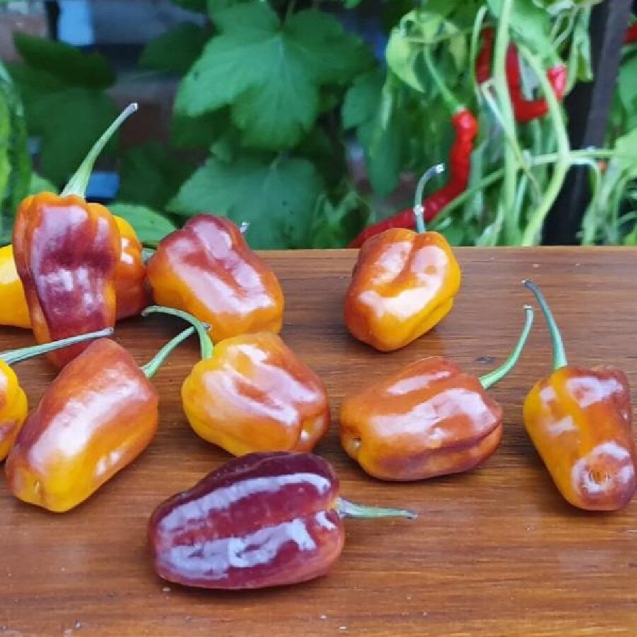 Семена Deodar SEEDS COMPANY Перец острый Pimenta puma 5 шт.