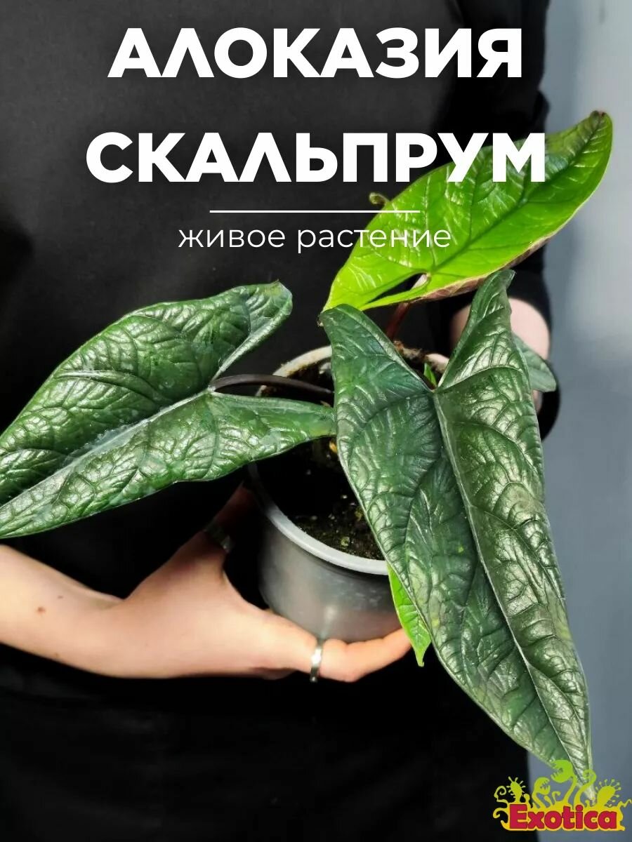 Алоказия Скальпрум (Alocasia Scalprum) D12см комнатное растение