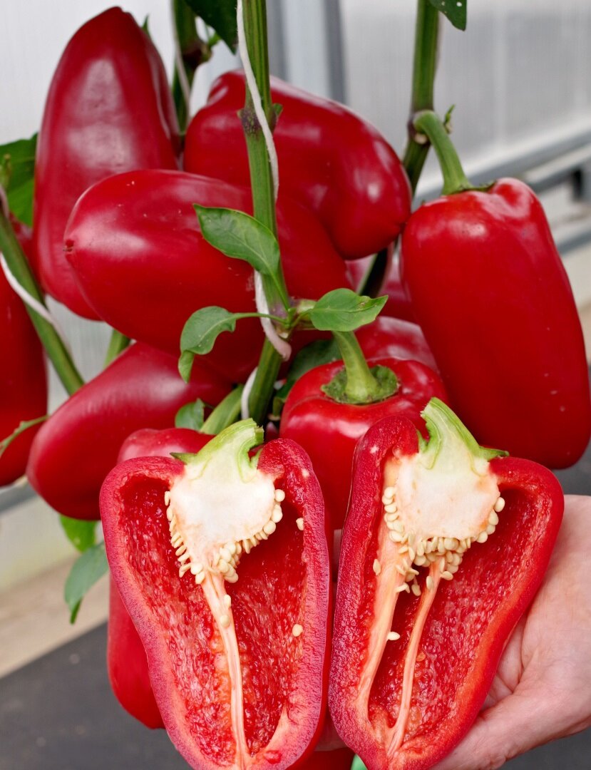 Семена перца сладкого 