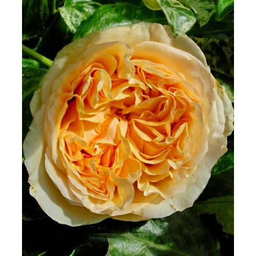 Роза Эприкот Скай (плетистая), 1саженец роза эприкот клементина миниатюрная