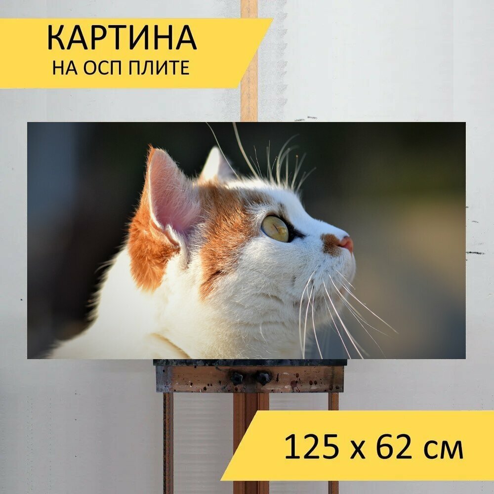 Картина на ОСП 125х62 см. "Кот домашняя кошка домашнее животное" горизонтальная для интерьера с креплениями
