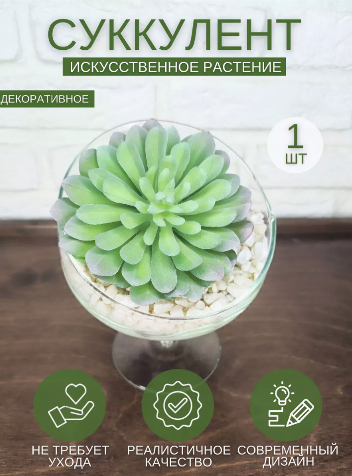 Суккулент декоративный 14...
