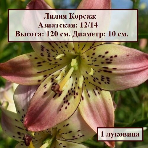 Лилия азиатская Корсаж (1 луковица) луковица лилия азиатская махровая пинк блоссом