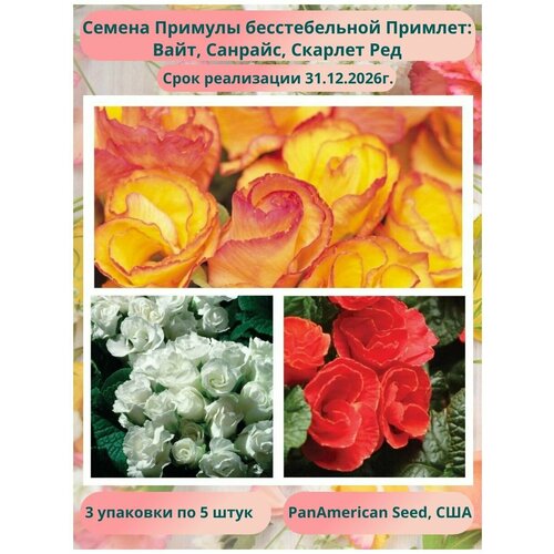 Примула бесстебельная Примлет 3 упаковки по 5 штук: Вайт, Санрайс, Скарлет Ред, PanAmericanSeed, США примула мелкозубчатая ред