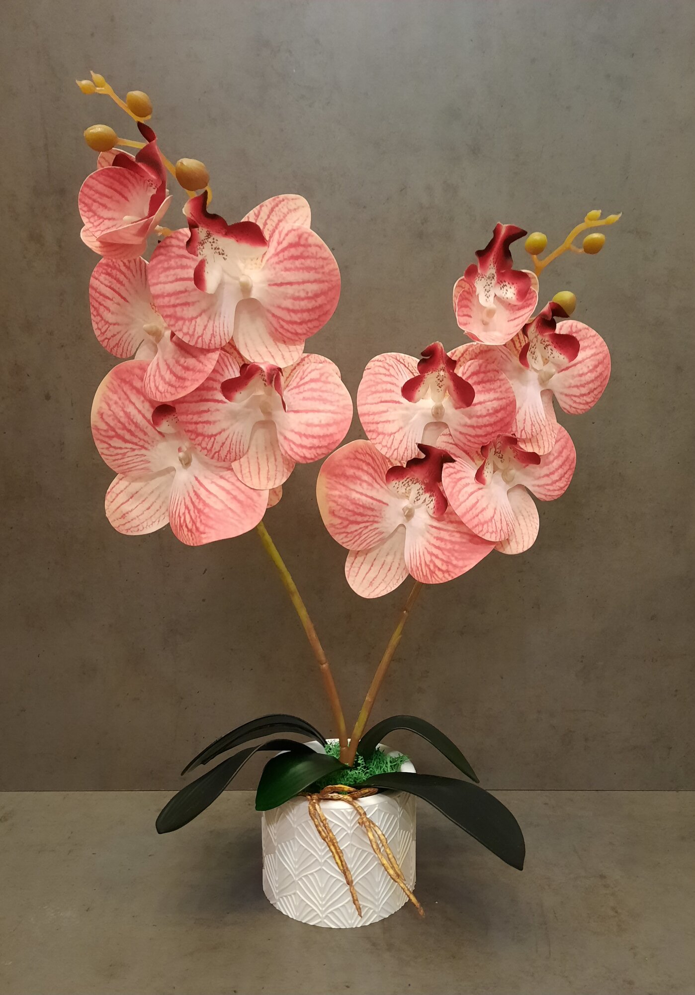 Орхидея "Прекрасный дуэт" бело-розовая