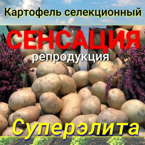 Картофель семенной сенсация клубни 1 кг картофель семенной беллароза клубни 1 кг