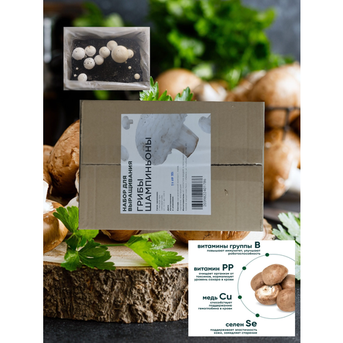 Набор для выращивания грибов шампиньоны белые грибы шампиньоны белые нгк кашира кг