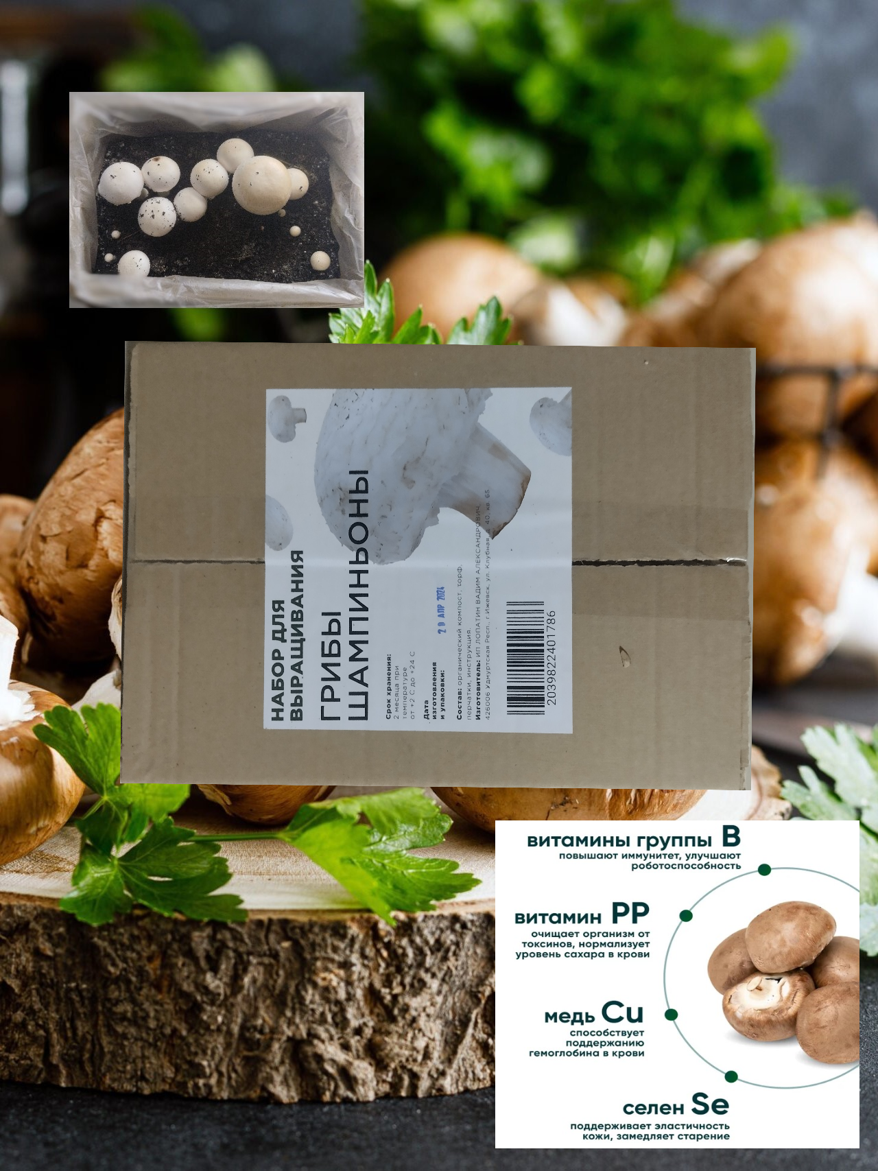 Набор для выращивания грибов шампиньоны белые