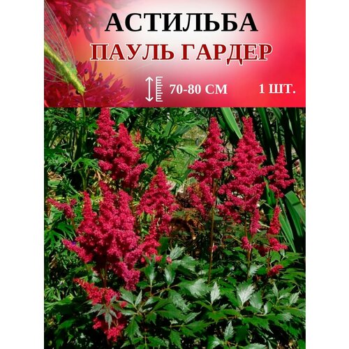 Пауль Гардер