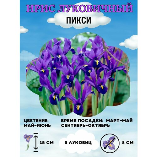 Ирис луковичный 5шт.