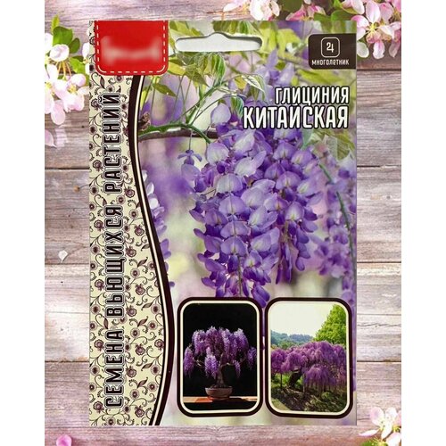 Семена цветов многолетник глициния китайская 3 шт.