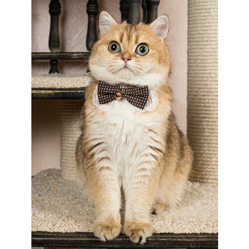 фото Безопасный ошейник-чокер japan premium pet праздничный на кнопках для стильного модника с системой защиты от удушения, коричневый, размер 3s