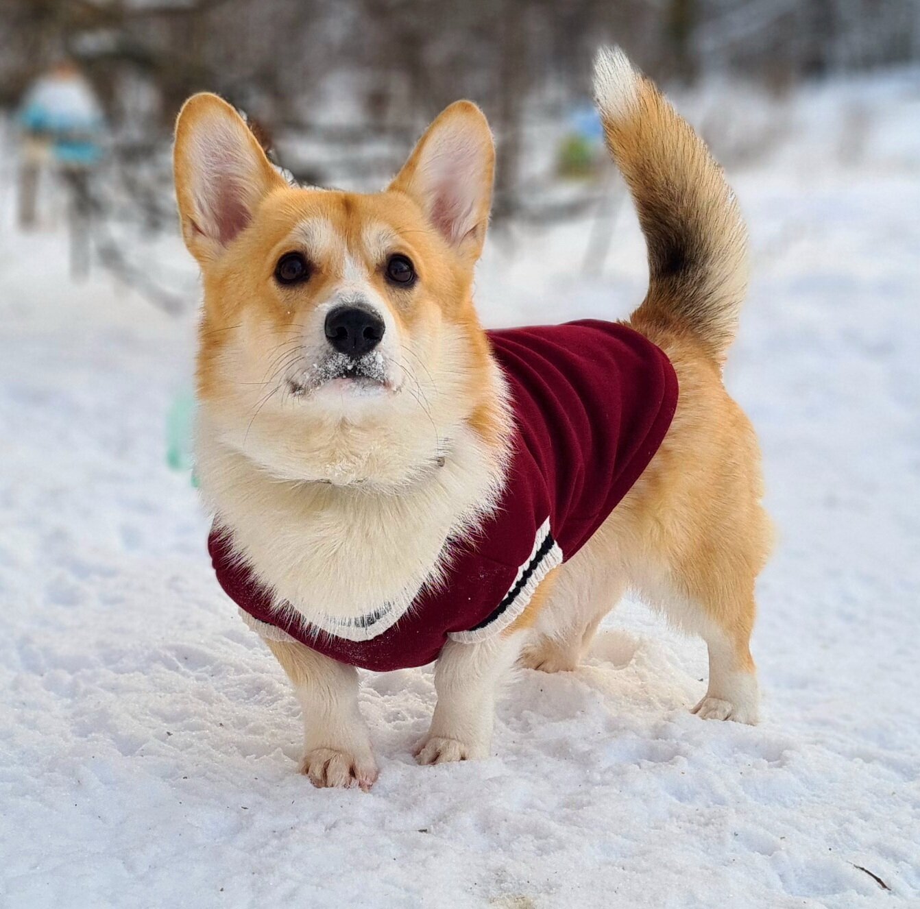 Одежда для собак, свитер корги "Sherlock" размер XL — фото 1