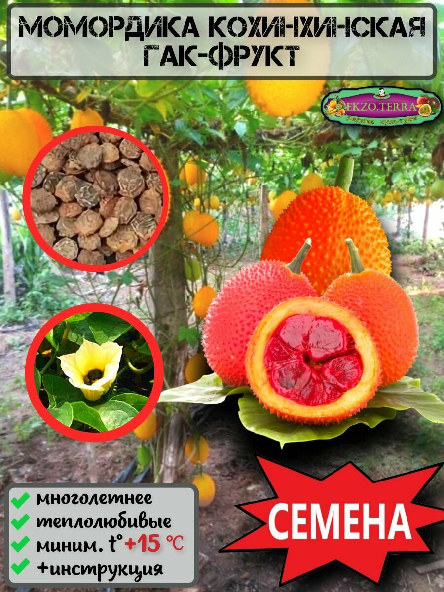 Семена Момордика Кохинхинская Гак-фрукт 3шт.