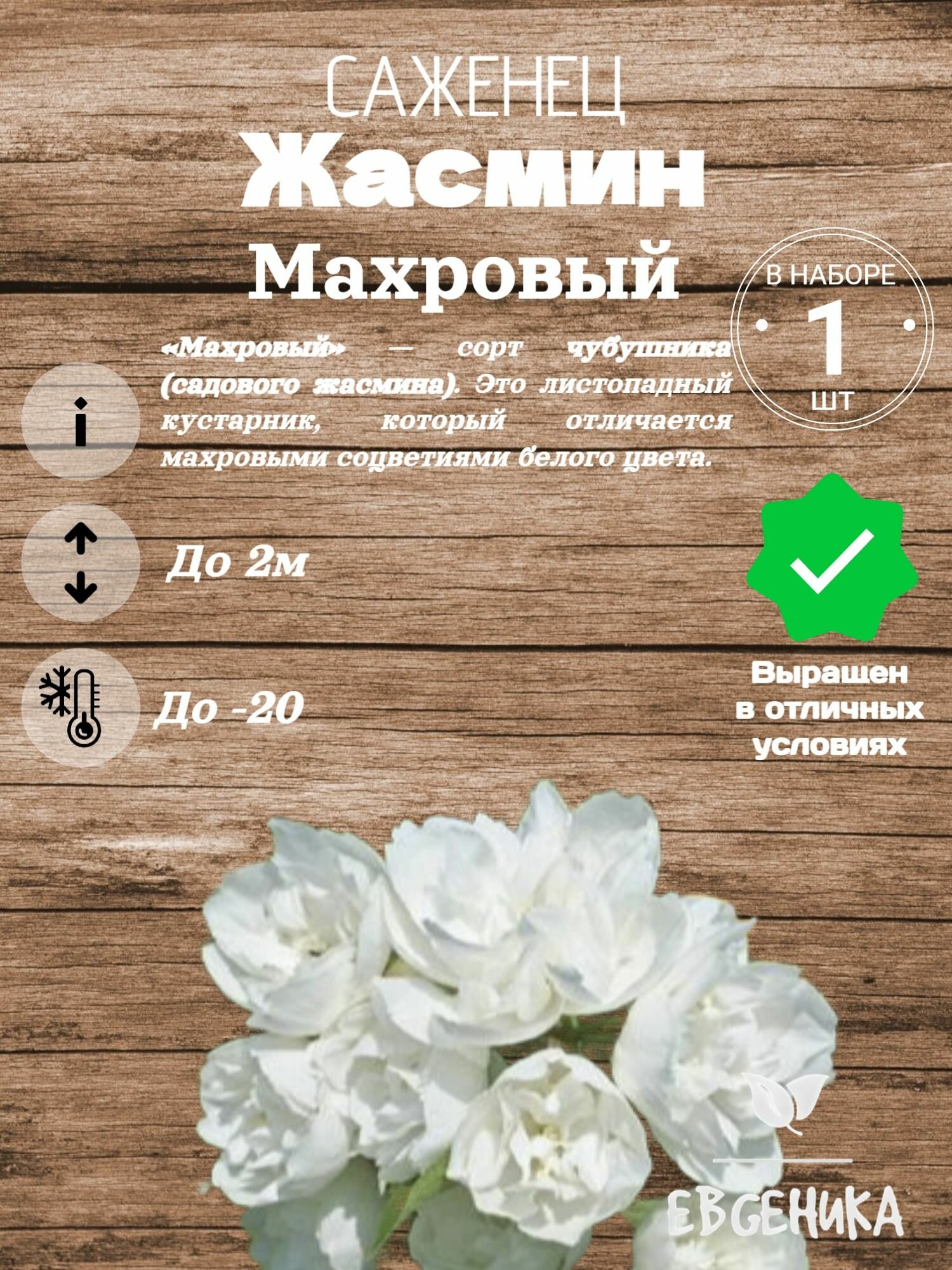 Жасмин Махровый