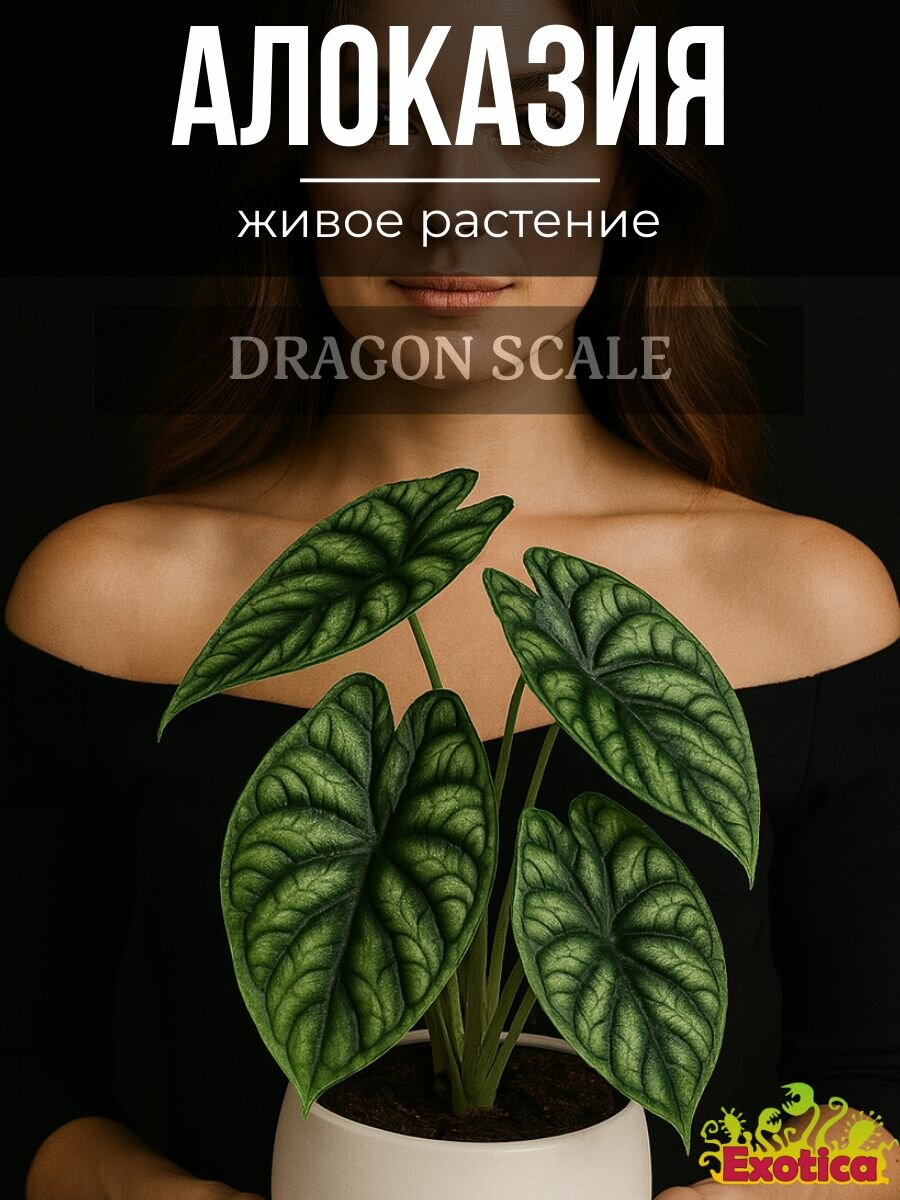 Алоказия Драгон Скейл, или Алоказия Шкура Дракона (Alocasia Dragon Scale) D6см, комнатный цветок