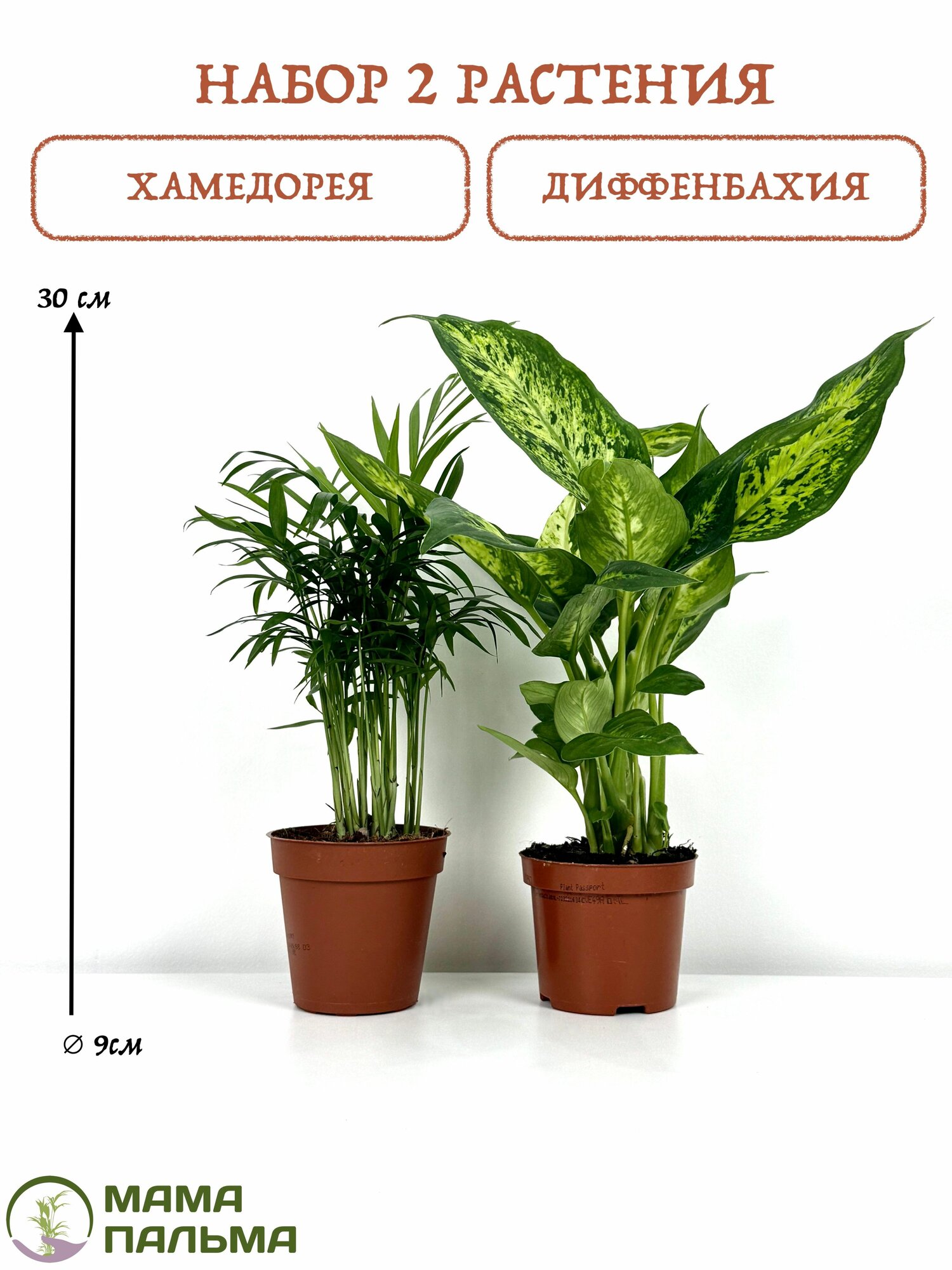 Набор 2 растения Пальма Хамедорея Диффенбахия в горшке D9 (живые растения)