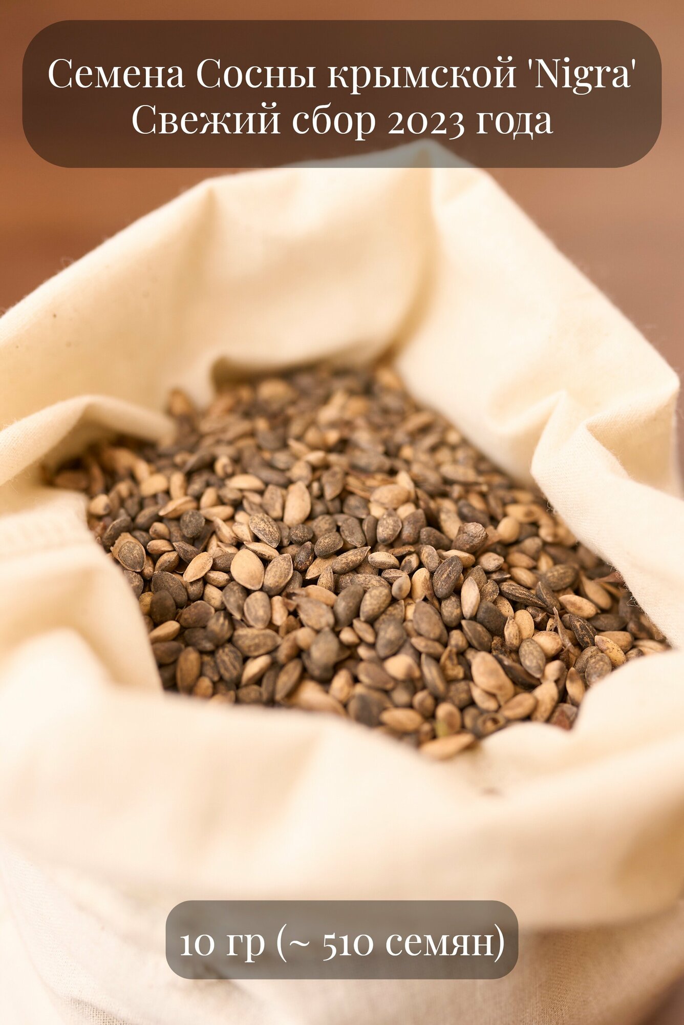 фото Семена Сосны крымской, или Сосны Палласа