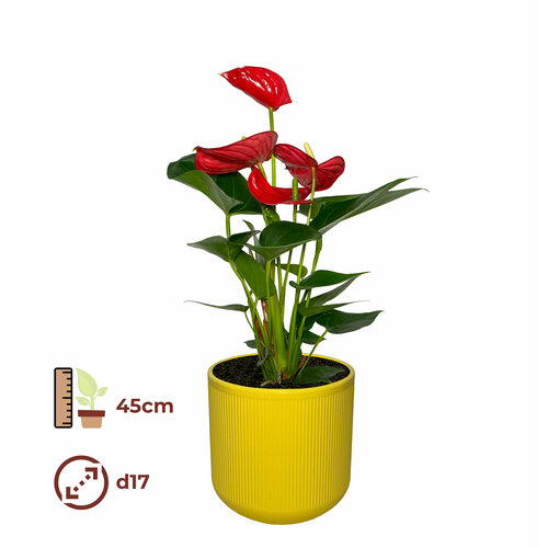 Антуриум Красный 17/45, цвет кашпо желтый