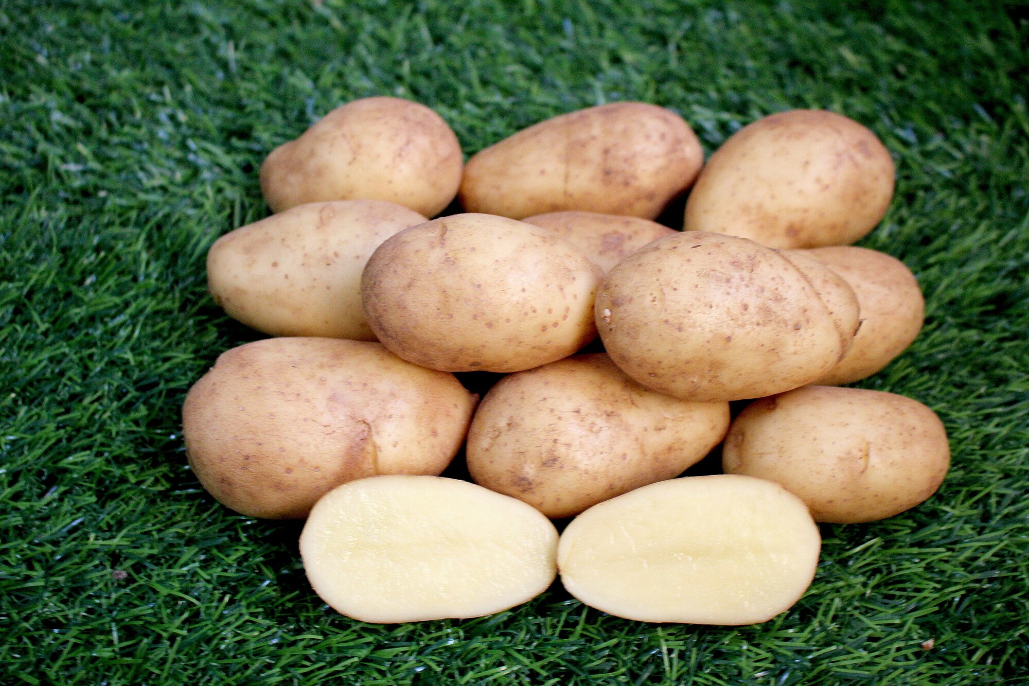 Картофель семенной Корнет (суперэлита) (4 кг) Хранение, пюре - фотография № 2